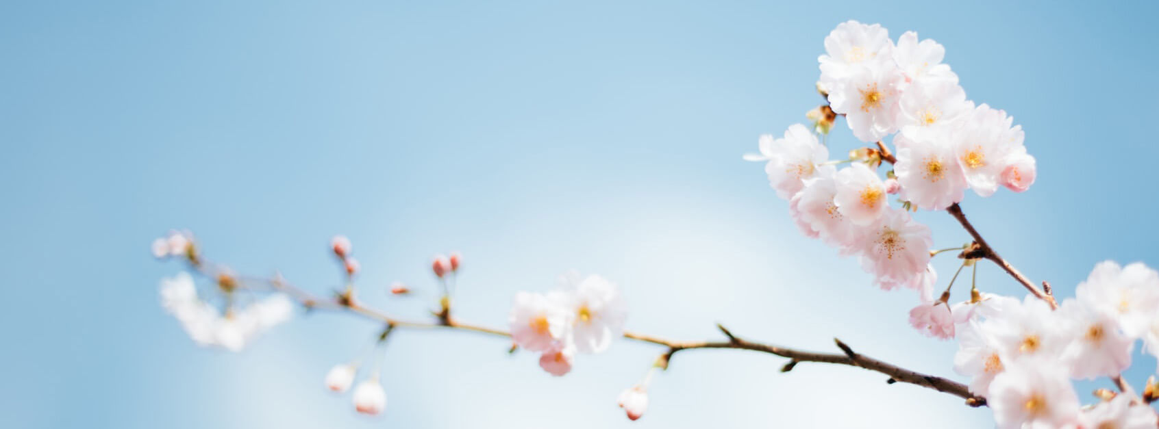 残花月